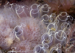 Aplidium punctum with light bulb sea squirts. North Wales... by Derek Haslam 